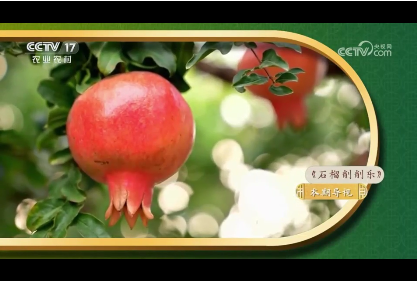 中央電視臺《我愛發明-石榴削削樂》